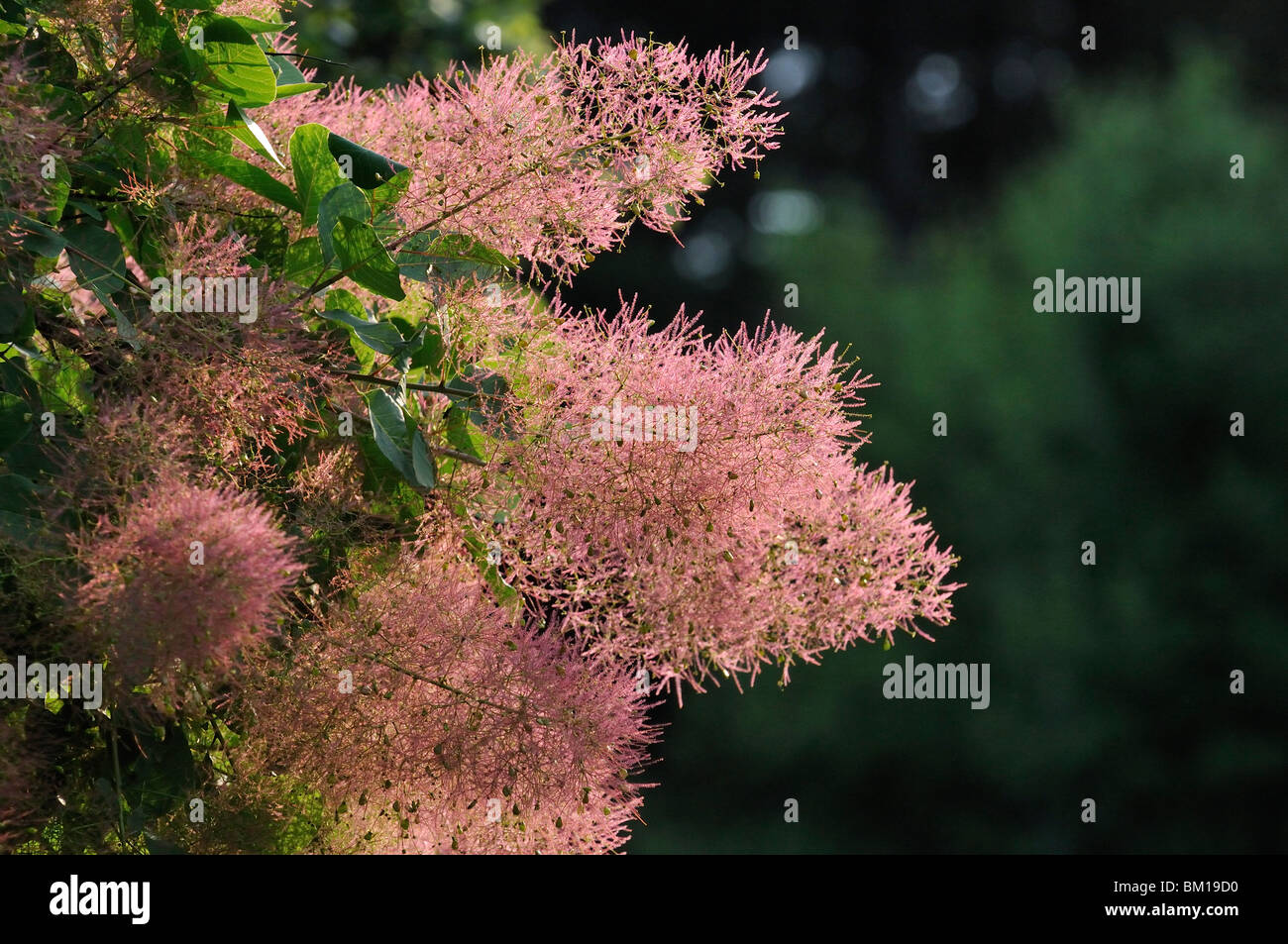 Cotinus coggygria, Eurasian smoketree or smoke tree Stock Photo - Alamy
