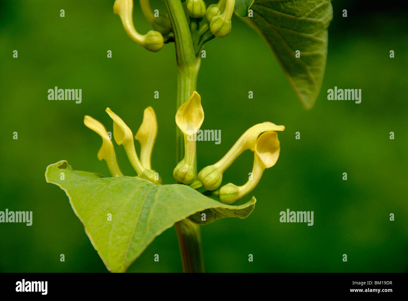 Aristolochia clematitis aristolochia clematitis hi-res stock ...