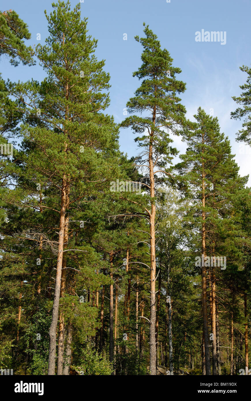 Scots Pine, Sweden, Scandinavia, Europe Stock Photo: 29532886 - Alamy
