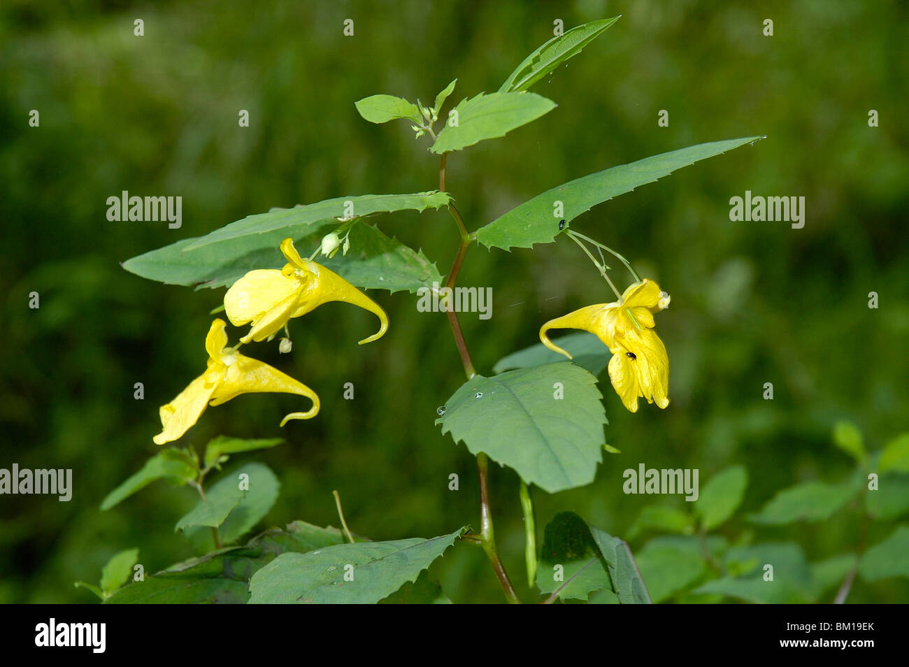 Impatiens noli tangere, Touch-me-not Balsam Stock Photo