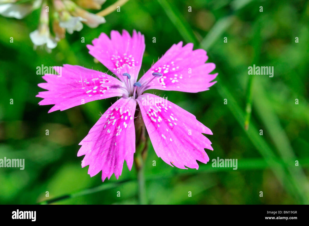 Dianthus deltoides, Maiden Pink Stock Photo