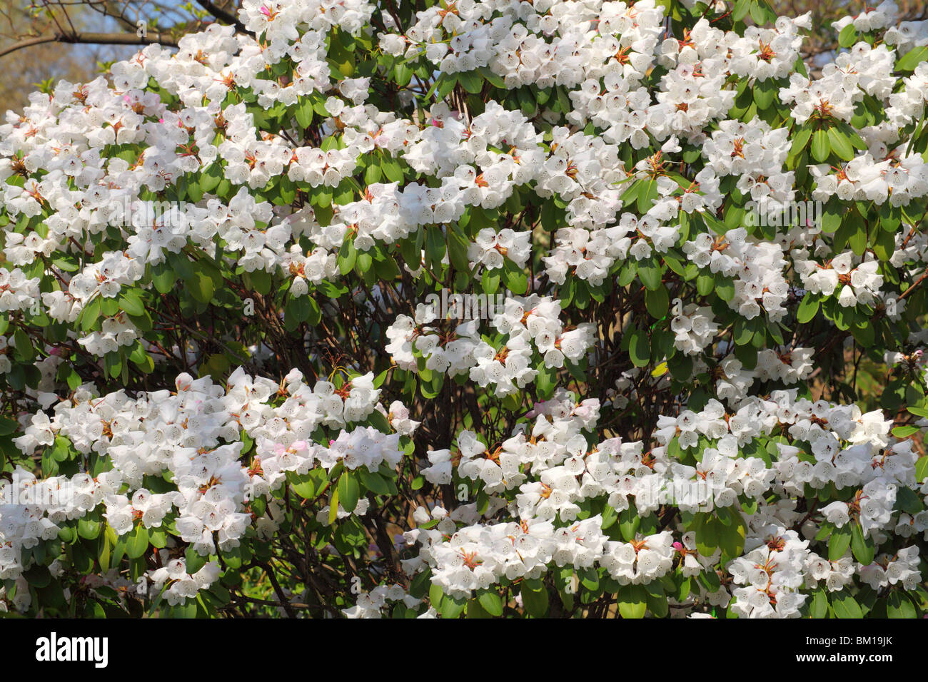 White spring rhododendron blossom Stock Photo - Alamy