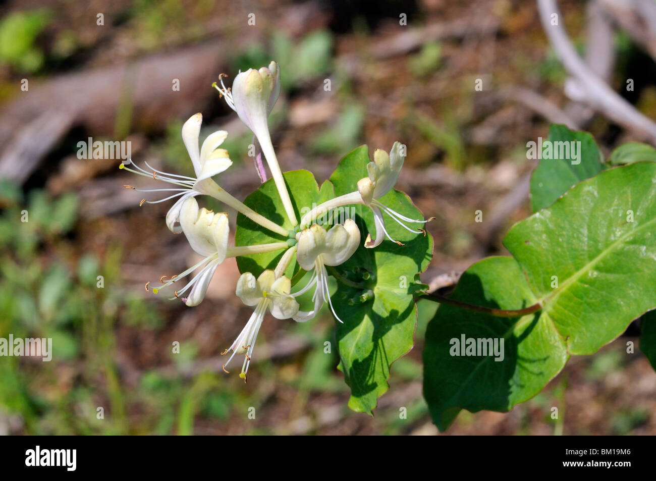 Lonicera caprifolium, Perfoliate Honeysuckle Stock Photo