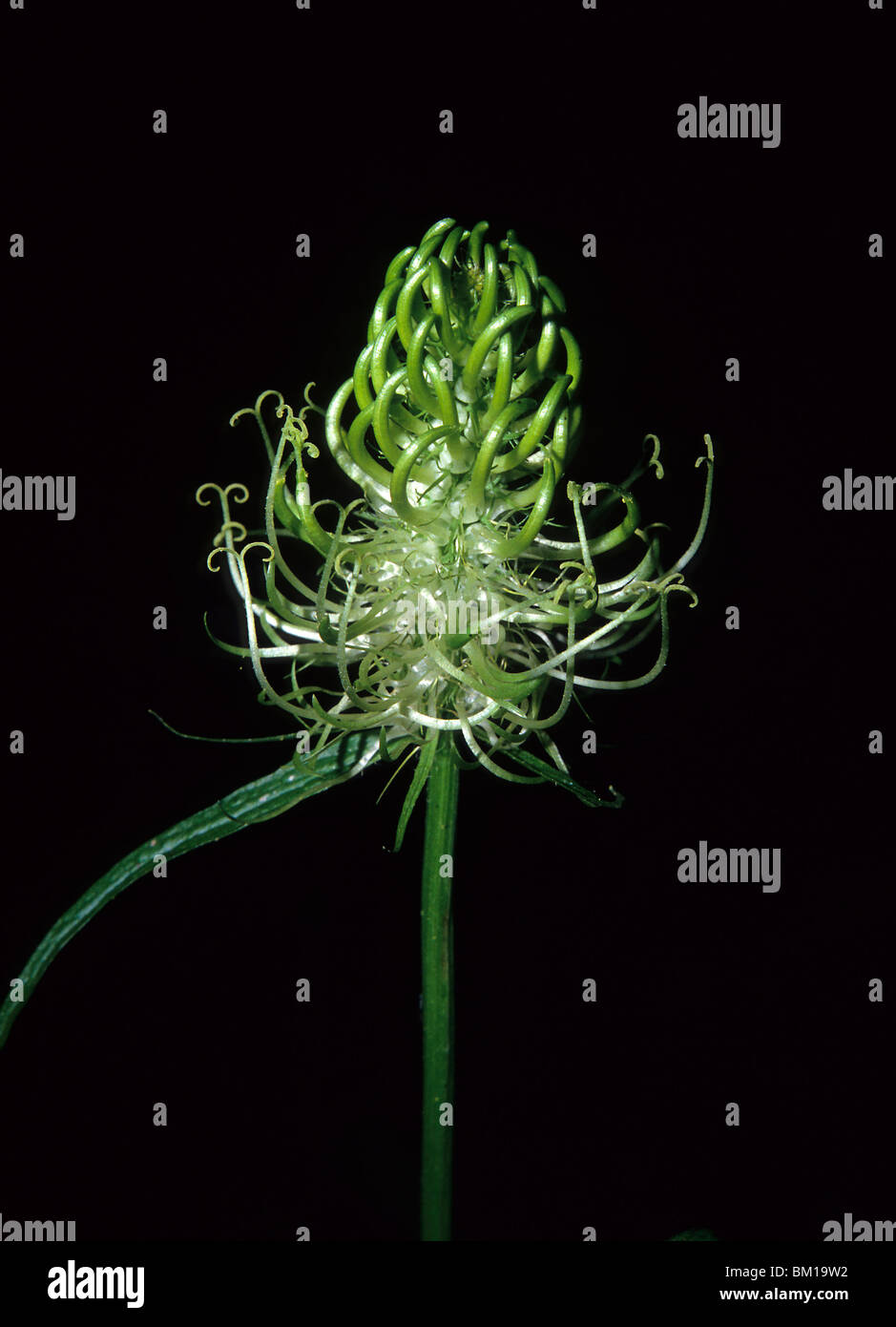 Phyteuma spicatum, spiked rampion Stock Photo