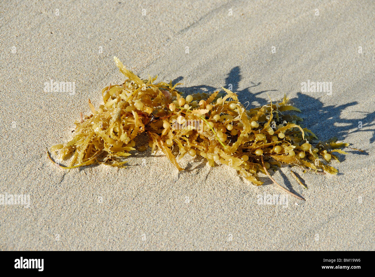 Sargassum, Punta Cana, Dominican Republic, West Indies, Central America