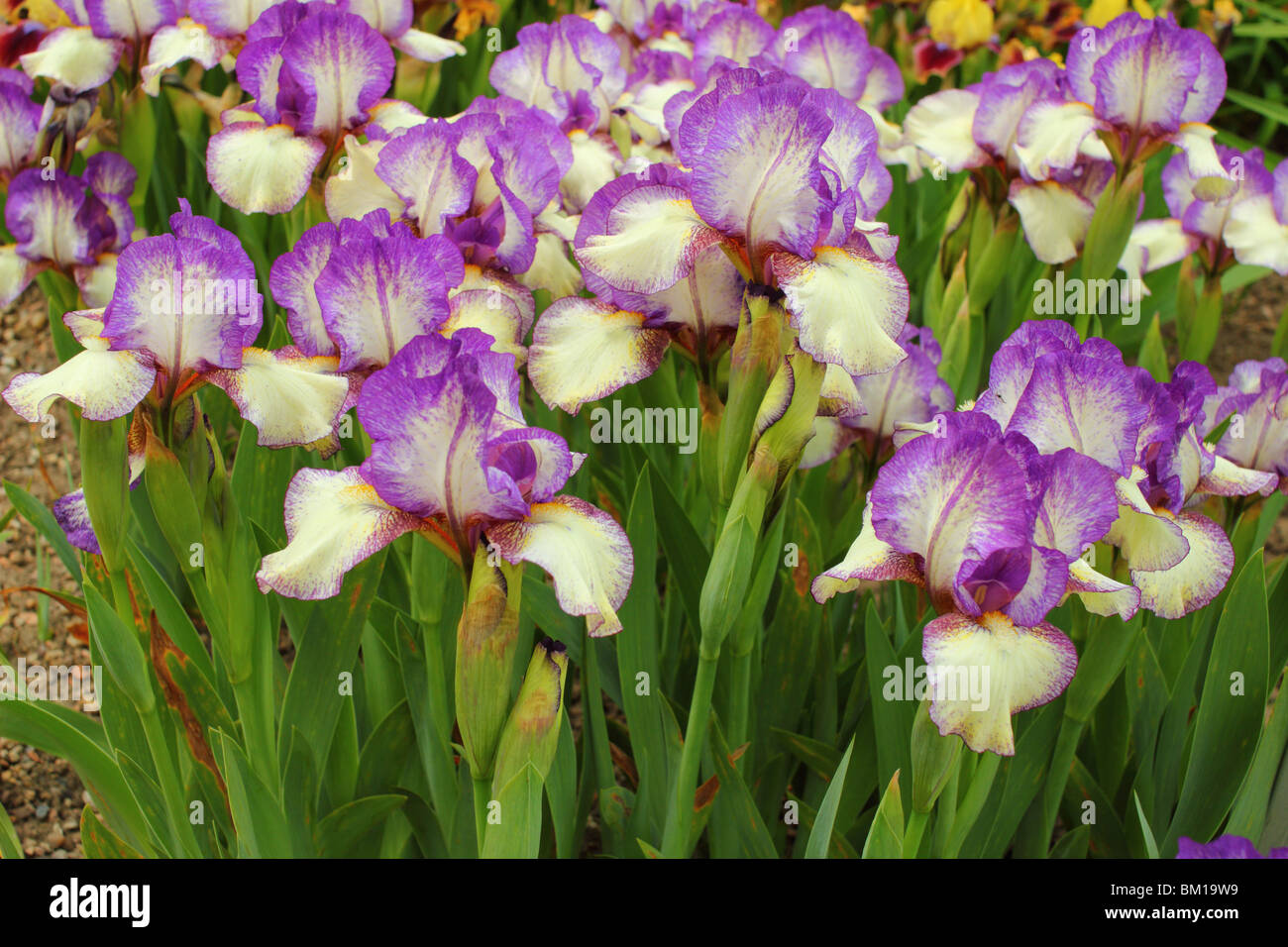 Violet white Iris 'Pal sam' flowers close up Stock Photo