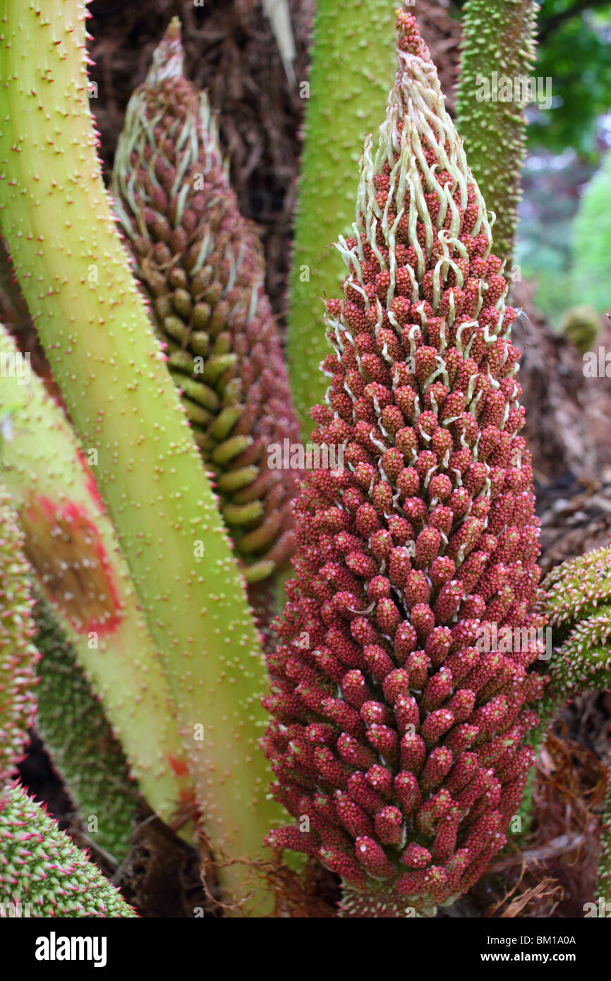 Giant gunnera inflorescence Gunnera manicata Stock Photo