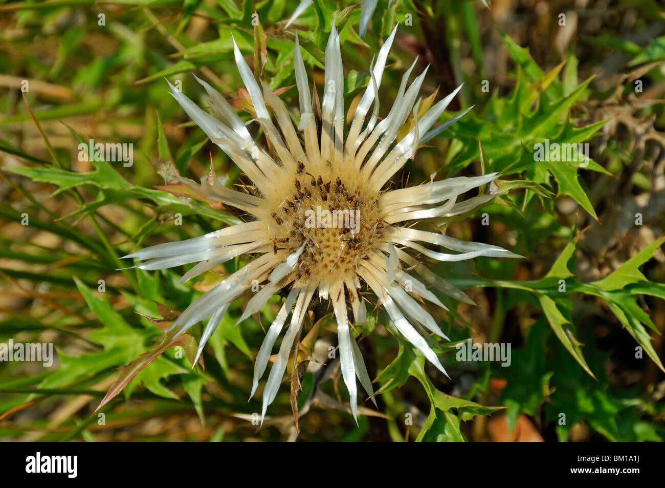 Carlina acaulis, Stemless carline thistle Stock Photo - Alamy