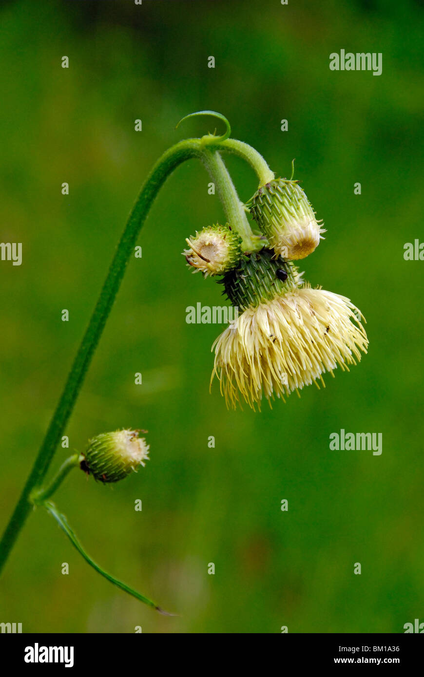 Cirsium erisithales, Yellow Melancholy Thistle Stock Photo