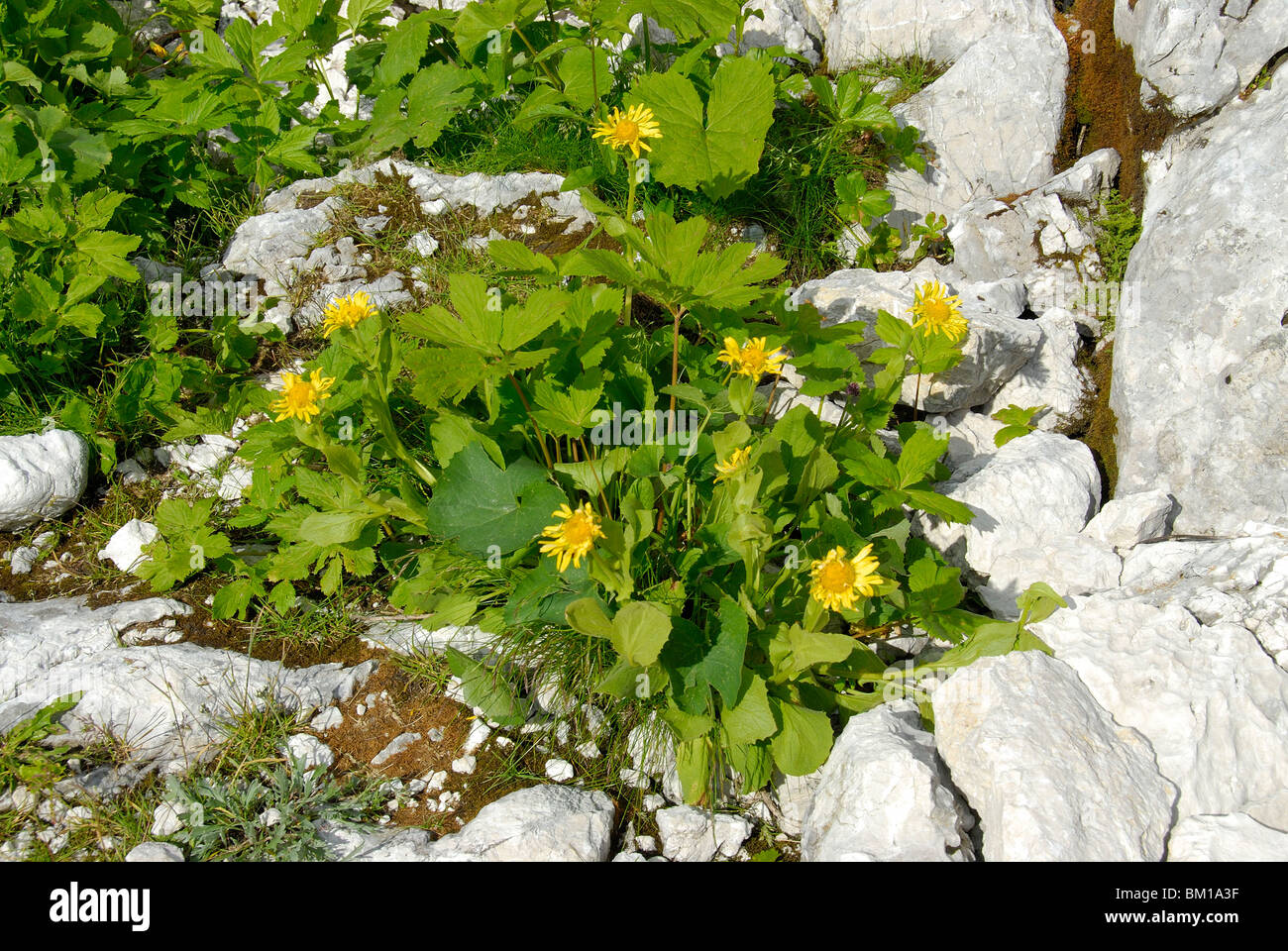 Doronicum clusii, Tausch Stock Photo
