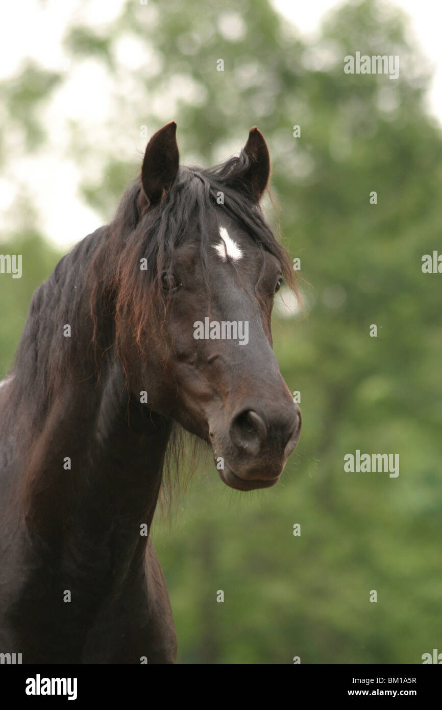 Morgan Cheval Morgan Horse Portrait Stock Photo - Alamy