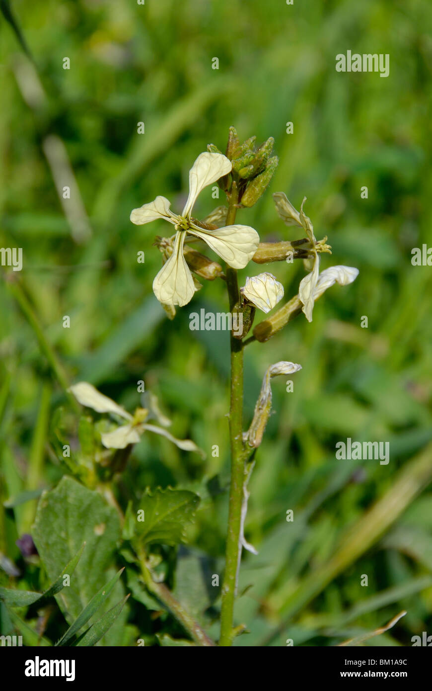 Brassica eruca hires stock photography and images Alamy
