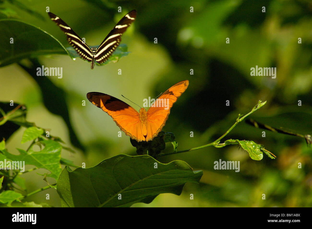 Heliconius charithonia and Dryas iulia butterfly, Dominican Republic