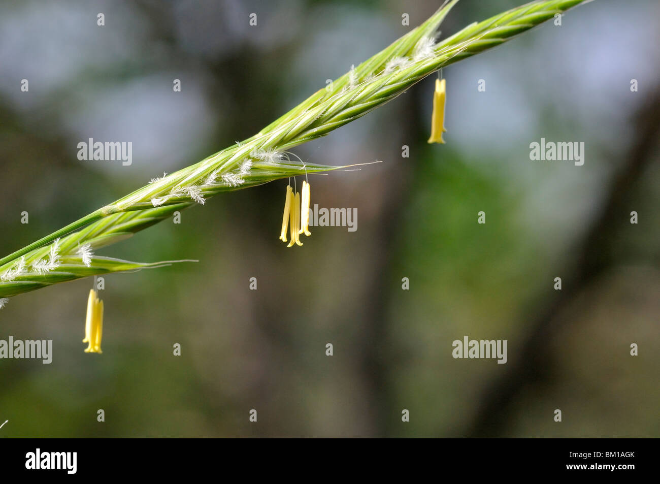 Brachypodium pinnatum, Tor-grass Stock Photo