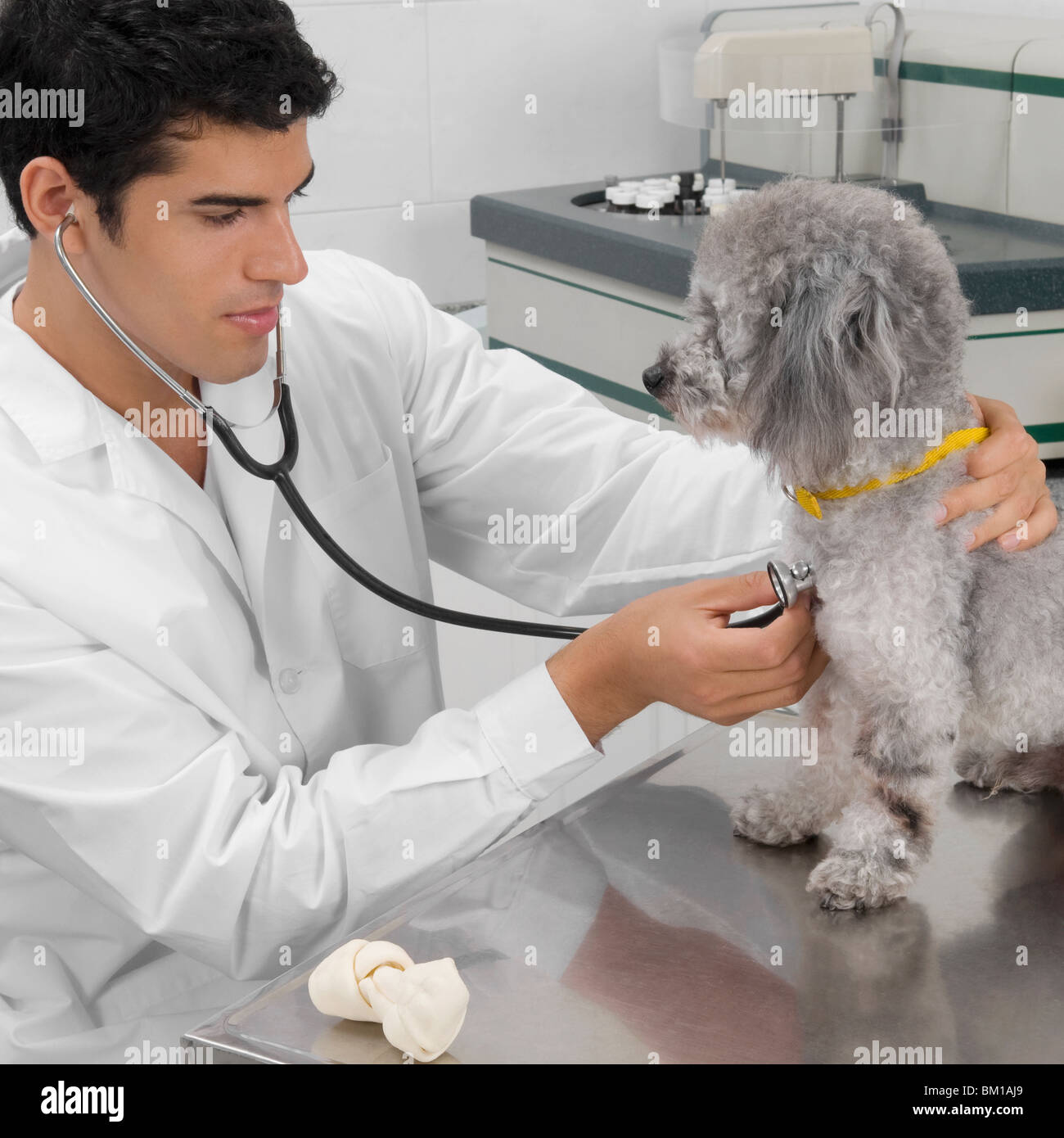 Vet examining a dog with a stethoscope Stock Photo Alamy