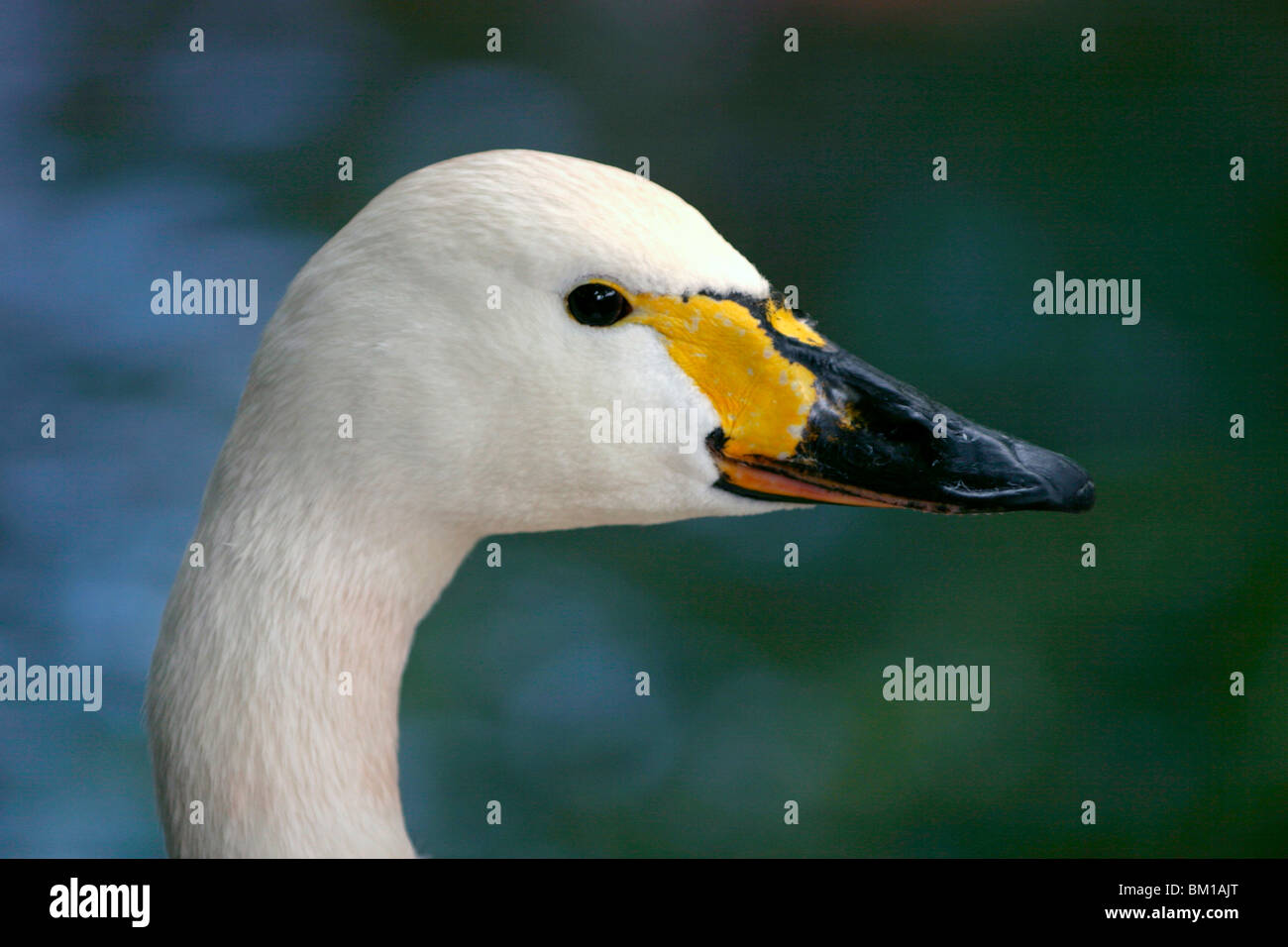 Singschwan im profil / swan head Stock Photo