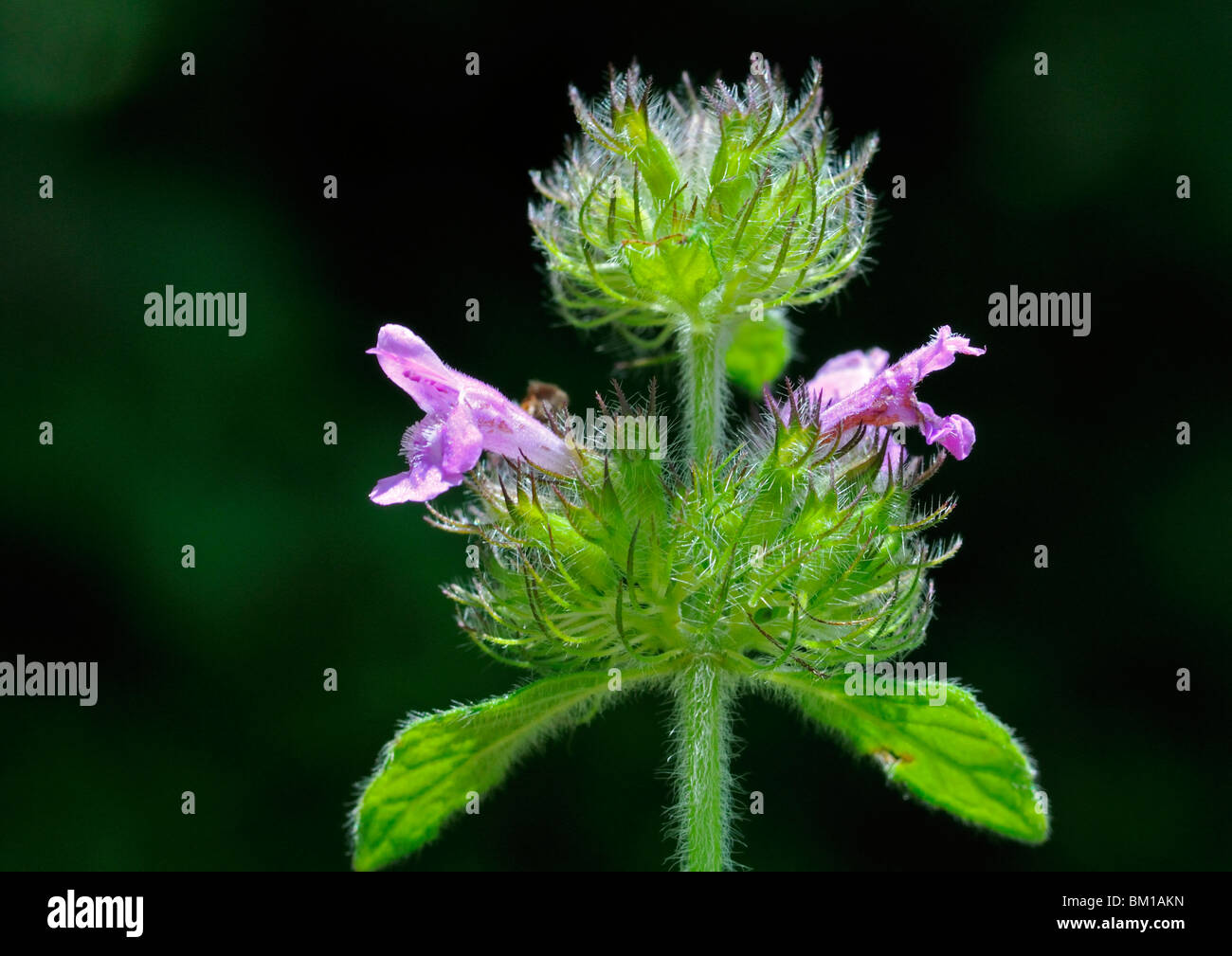 Clinopodium vulgare, Wild Basil Stock Photo