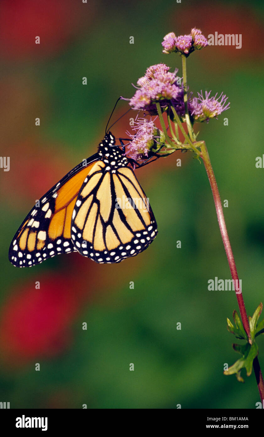 Monarch butterfly (Danaus plexippus) pollinating a flower Stock Photo ...