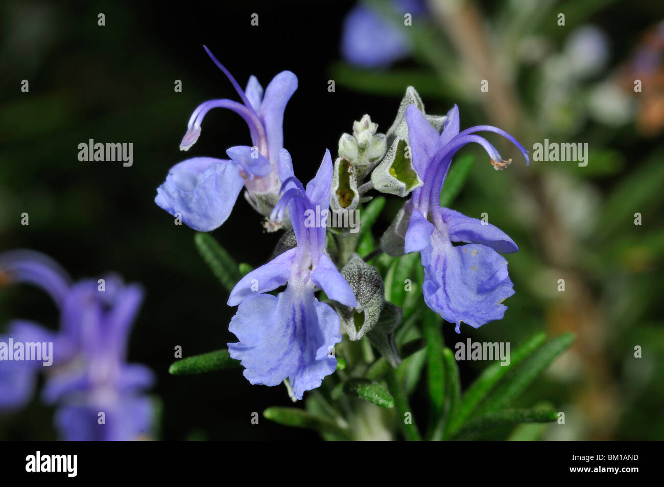 Rosmarinus officinalis, Rosemary Stock Photo