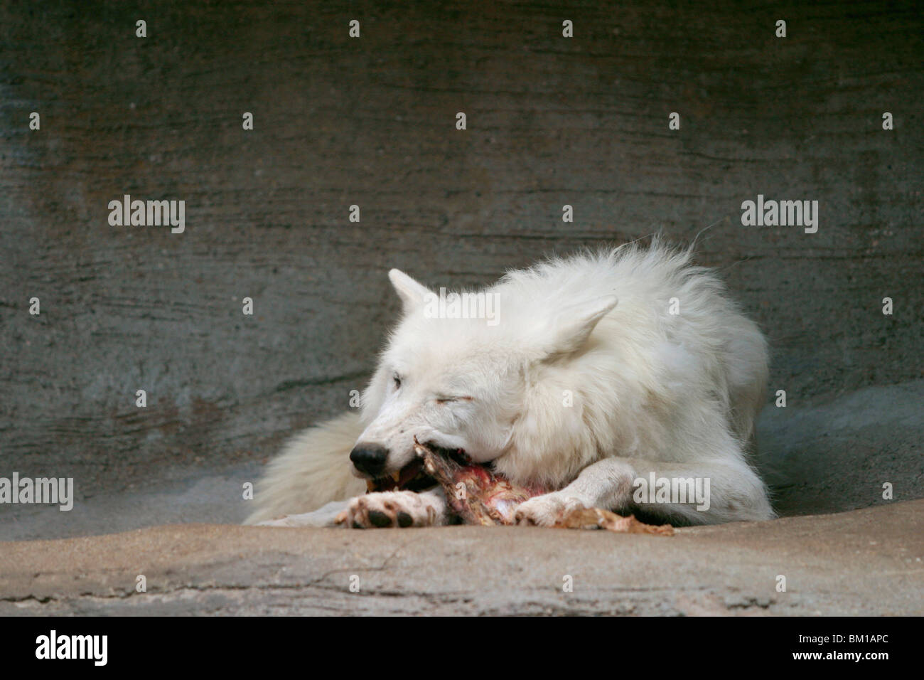 Polar Wolf Stock Photo