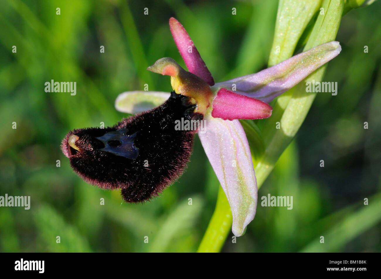 Ophrys bertolonii, Bertoloni's Bee Orchid Stock Photo
