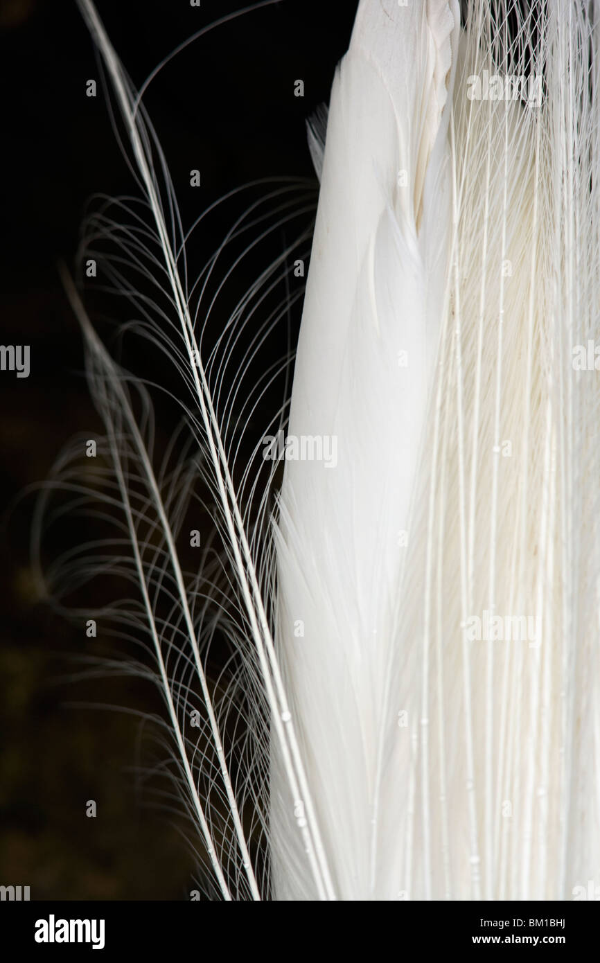 Close-up of breeding plumage of Great Egret - J.N. Ding Darling National Wildlife Refuge - Sanibel Island, Florida USA Stock Photo