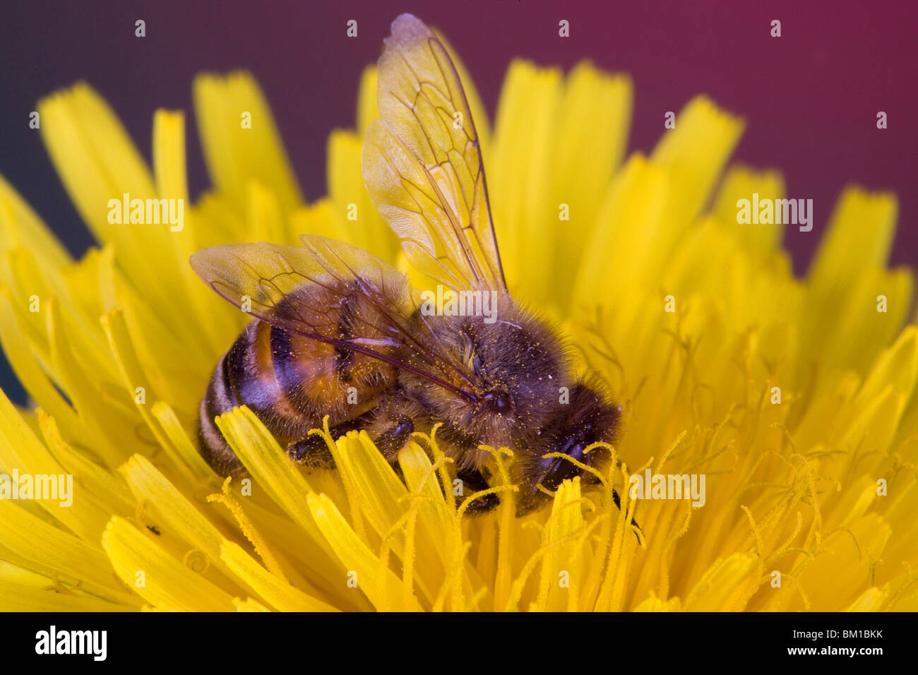 Ape Mellifera Stock Photo Alamy
