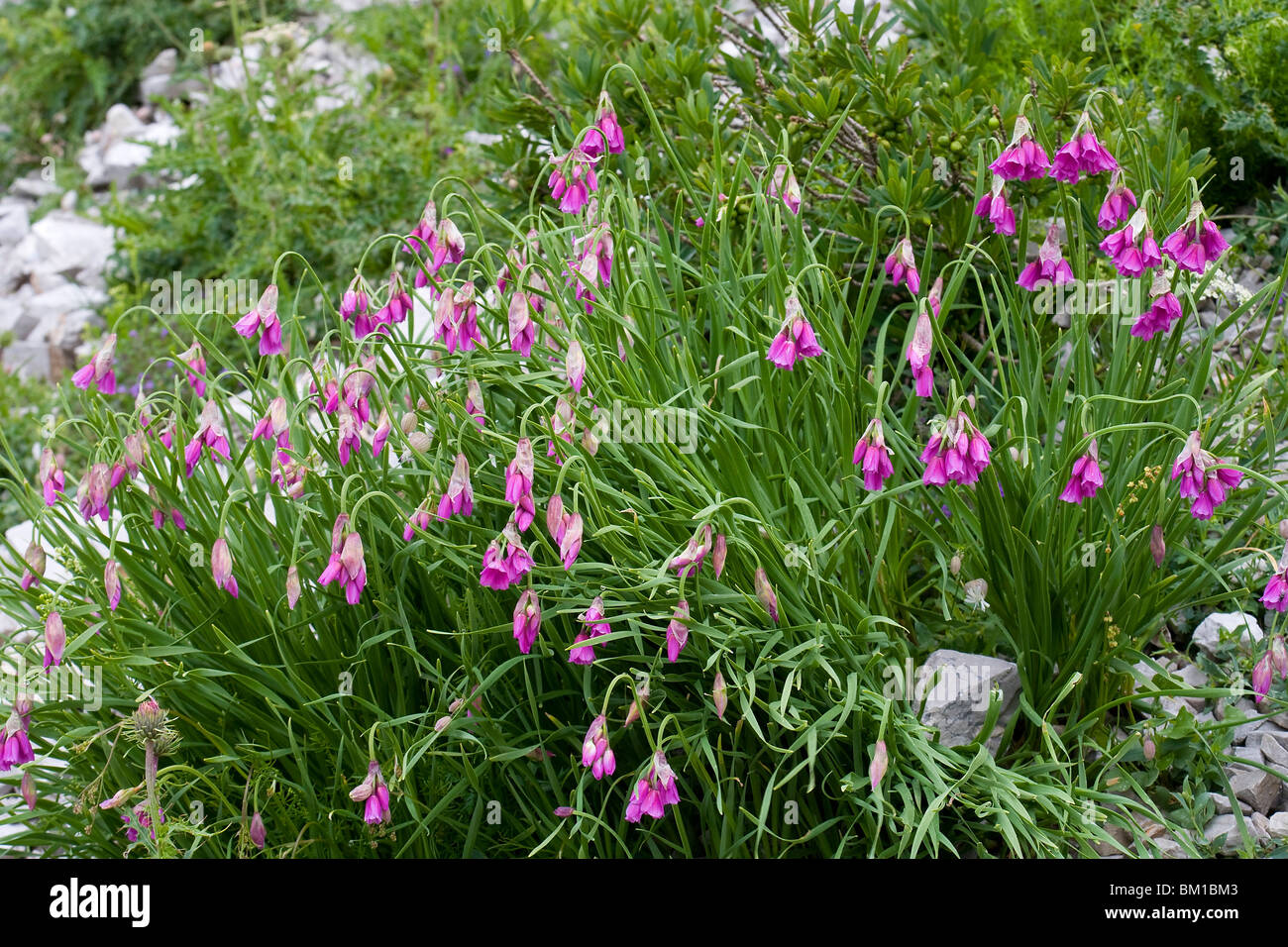 Allium insubricum Stock Photo