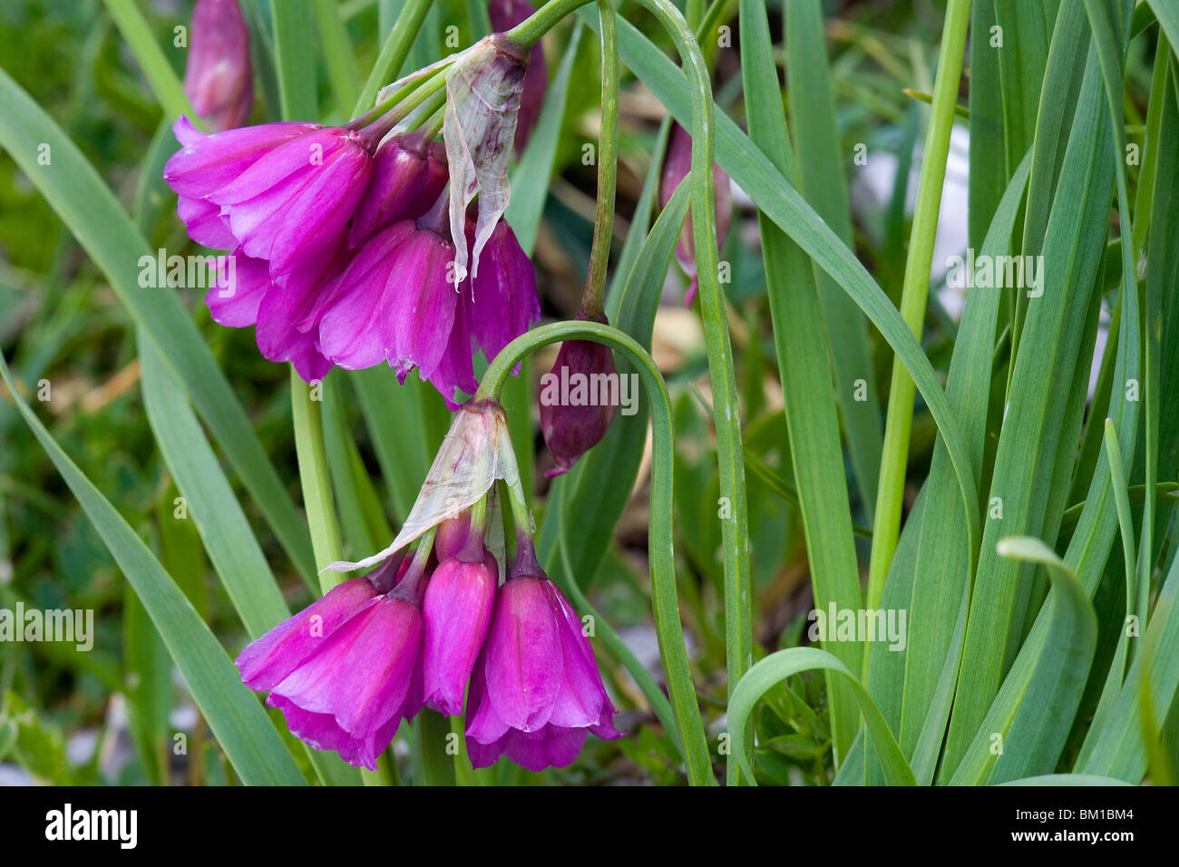 Allium insubricum Stock Photo