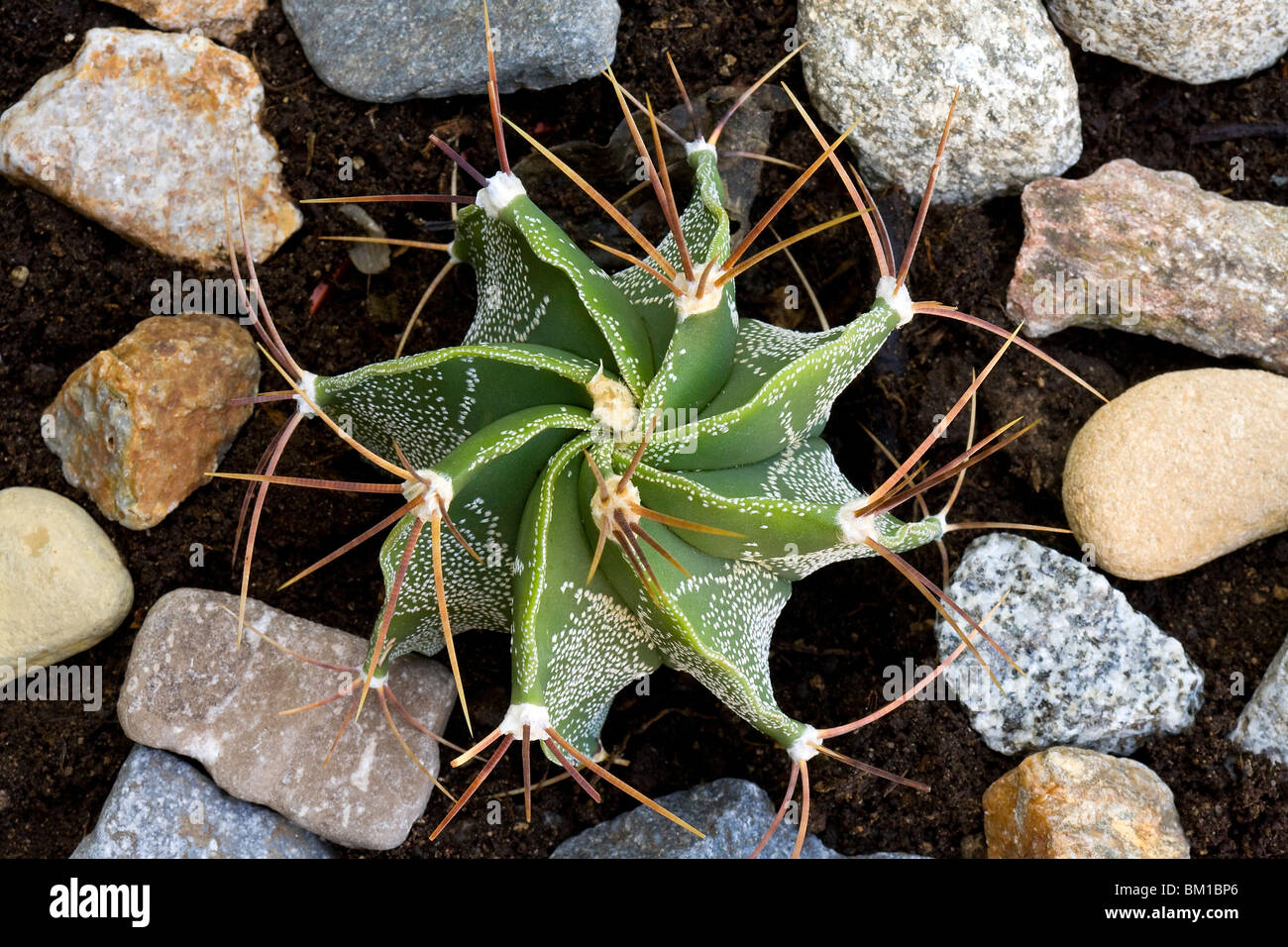 Astrophytum capricorne, goat's horn cactus Stock Photo Alamy