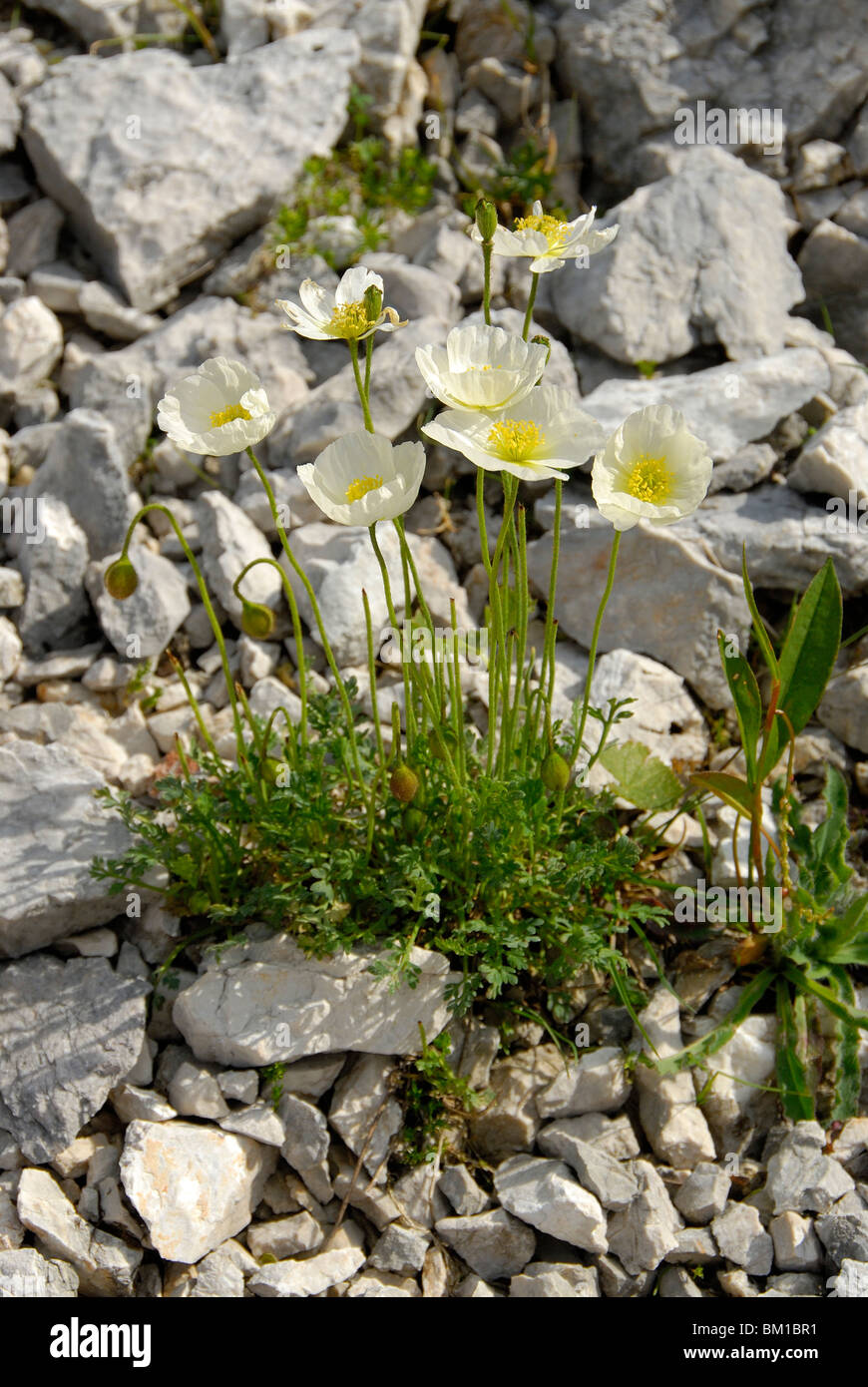 Papaver alpinum ssp sendtneri, Alpine poppy Stock Photo
