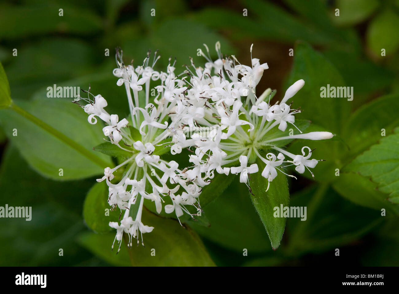 Asperula odorata (Galium odoratum), stellina odorosa Stock Photo