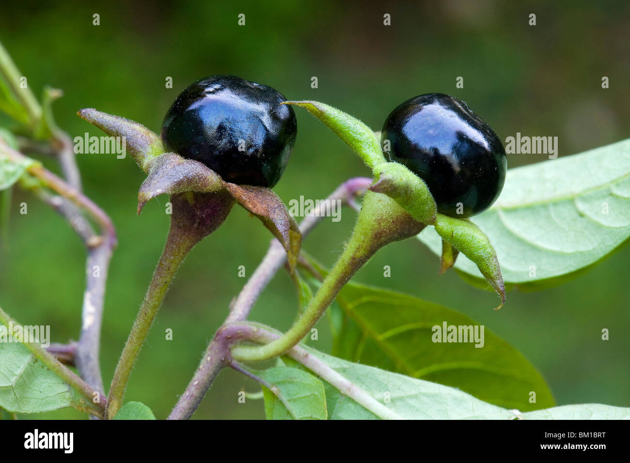 Atropa belladonna, deadly nightshade, fruits, belladonna Stock Photo