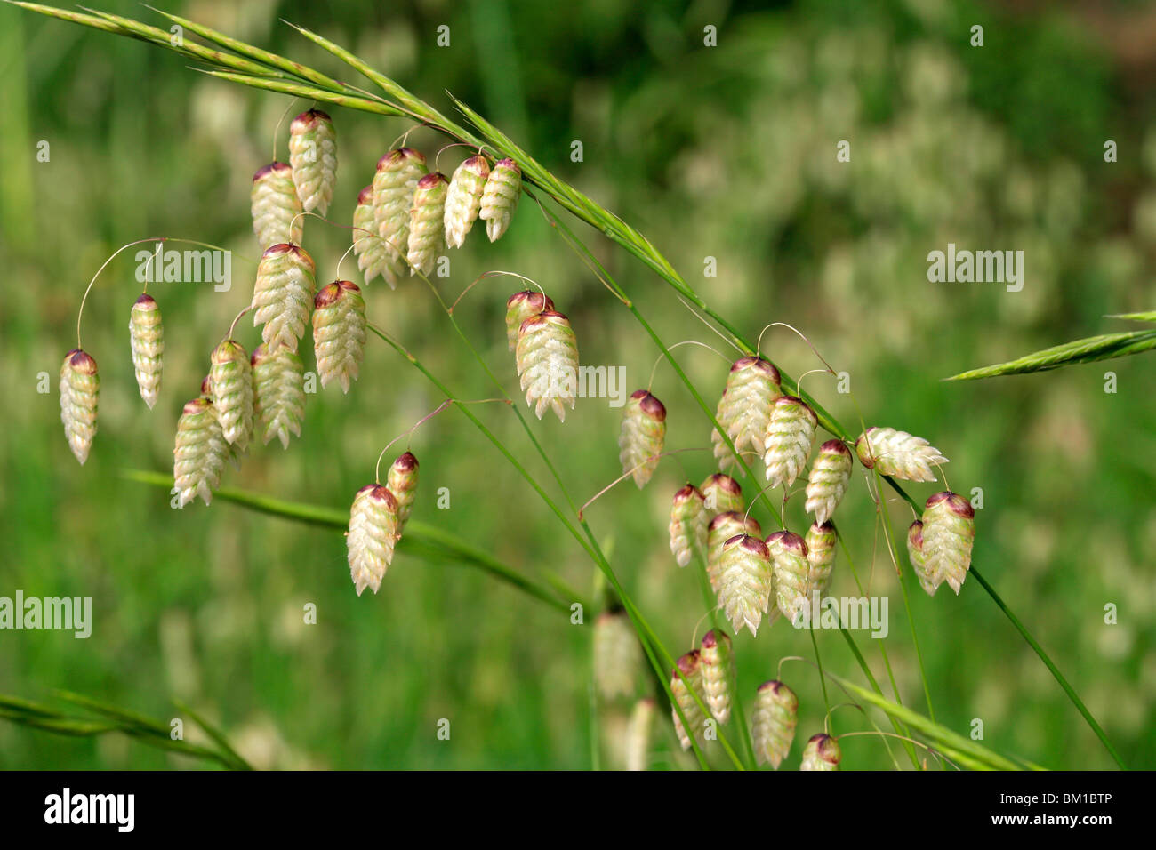 Briza maxima hires stock photography and images Alamy