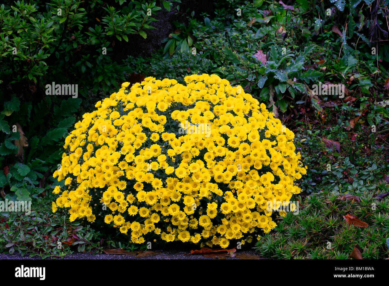 Korean chrysanthemum, crisantemo coreano Stock Photo