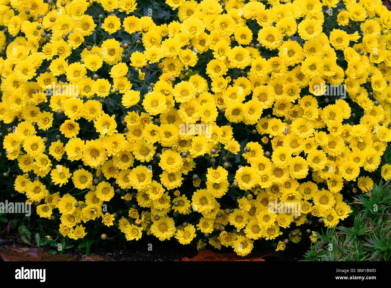 Korean chrysanthemum, crisantemo coreano Stock Photo