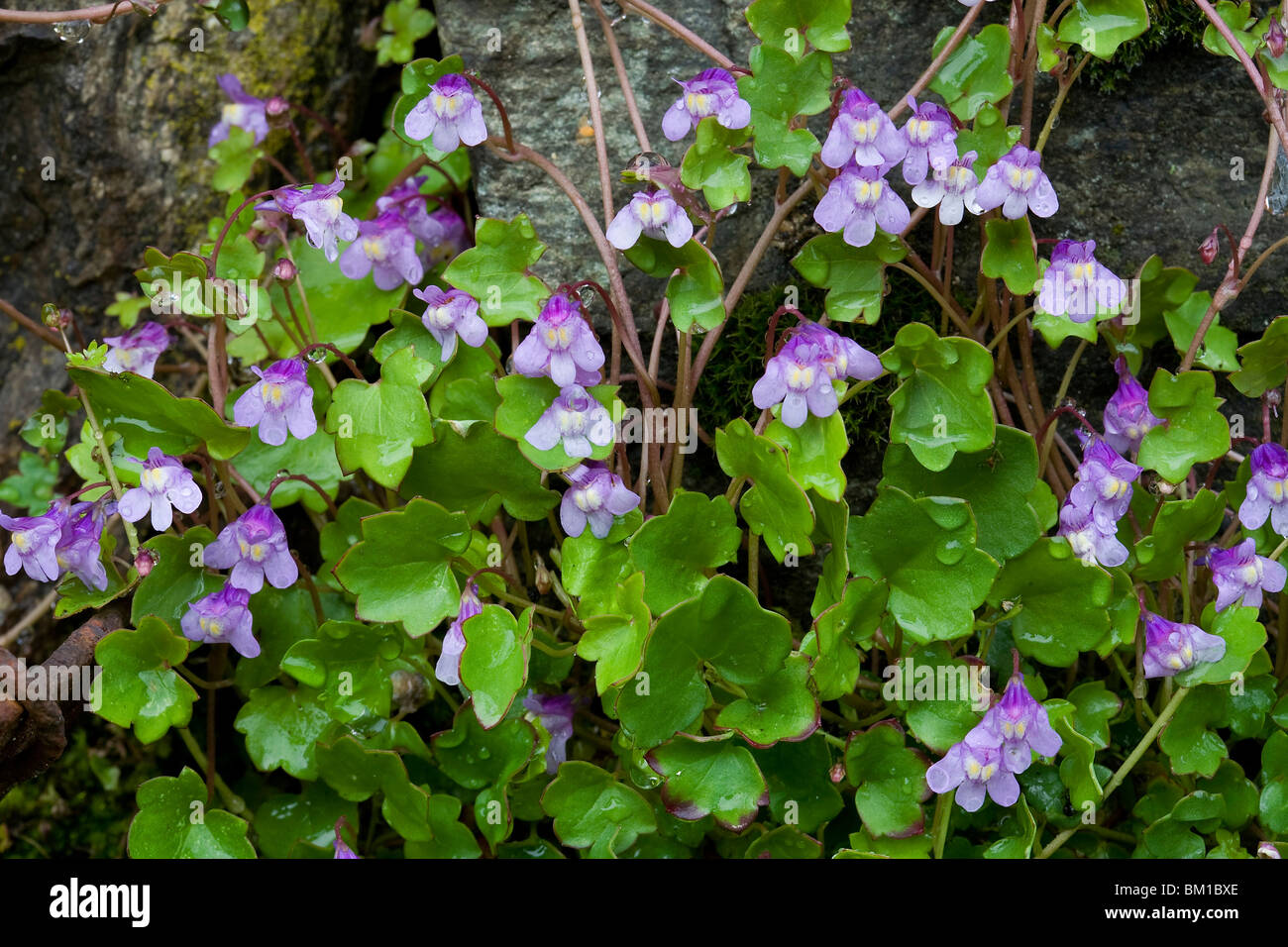 Cymbalaria muralis (Linaria cymbalaria) Stock Photo