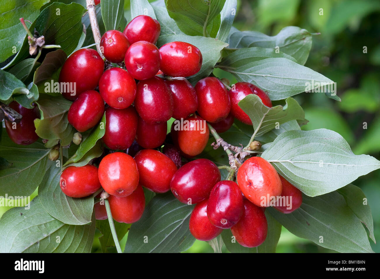 Cornus mas, cornelian cherry, corniolo Stock Photo