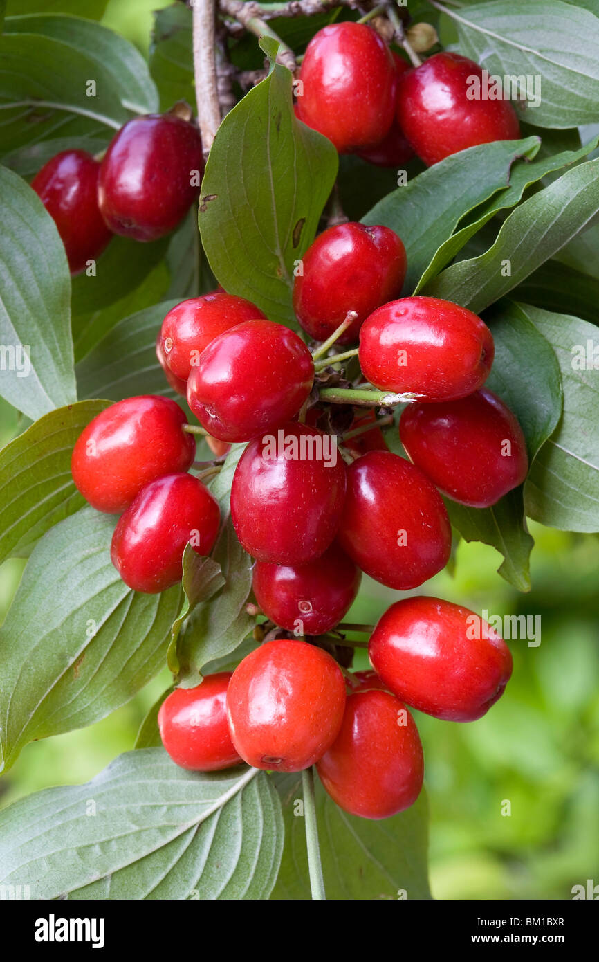 Cornus mas, cornelian cherry, corniolo Stock Photo