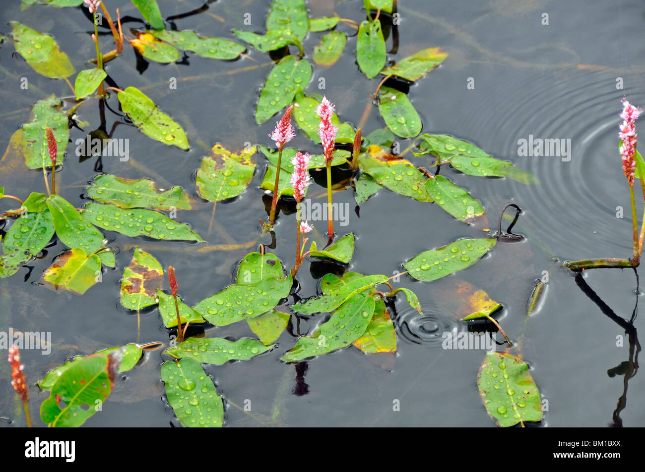 Polygonum amphibium, amphibious bistort Stock Photo