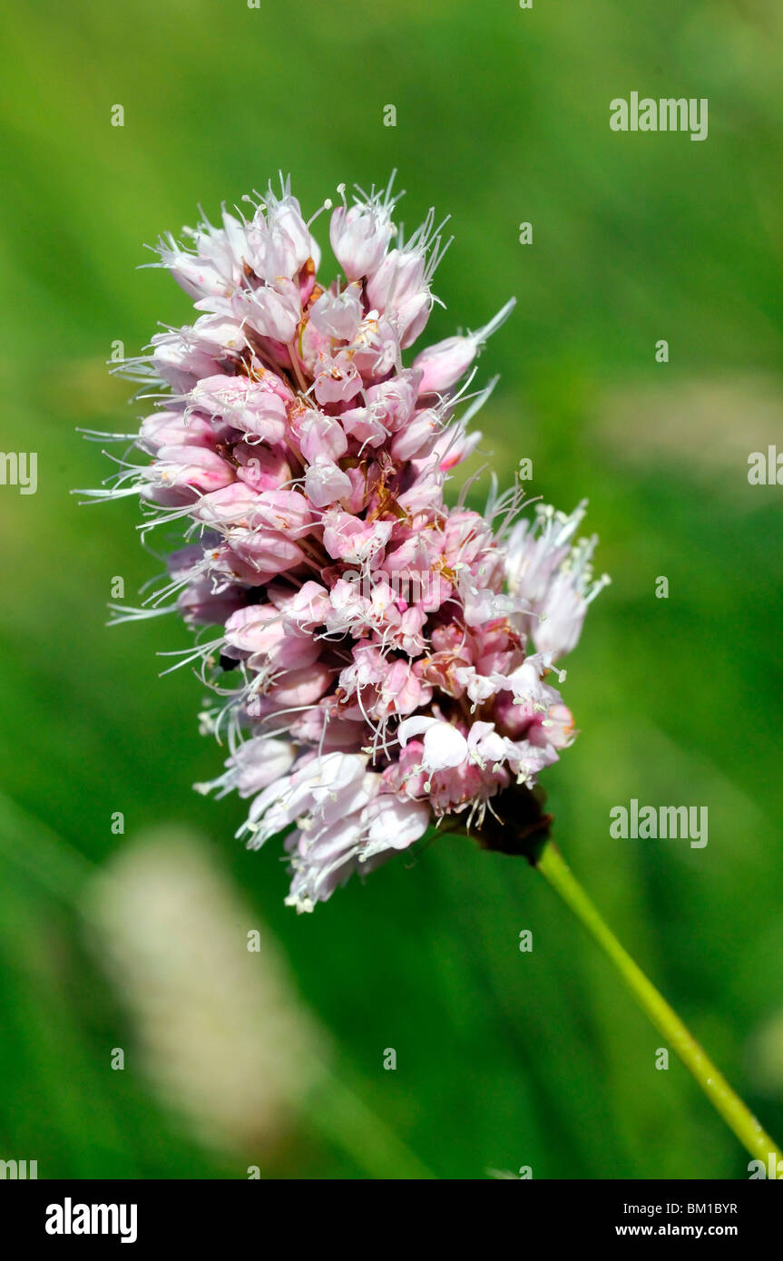 Polygonum bistorta, Bistort or Common Bistort Stock Photo