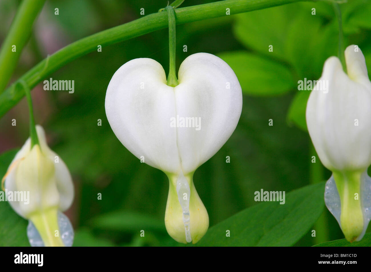 Dicentra spectabilis "Alba", bleeding heart, cuor di Maria Stock Photo