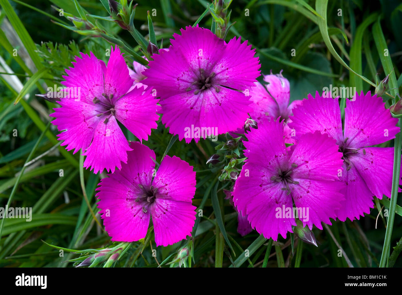 Dianthus seguieri, pink, garofanino Stock Photo