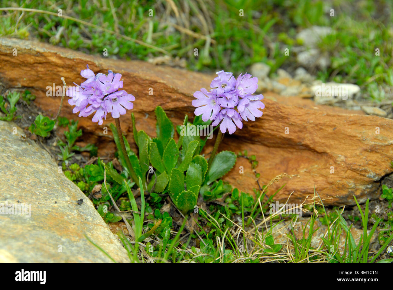 Primula glutinosa, Sticky Primrose Stock Photo
