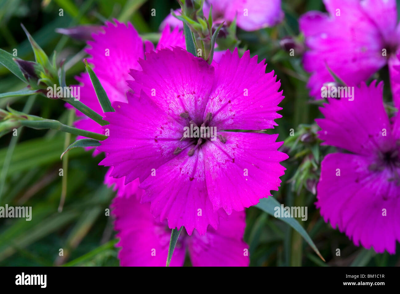Dianthus seguieri, pink, garofanino Stock Photo