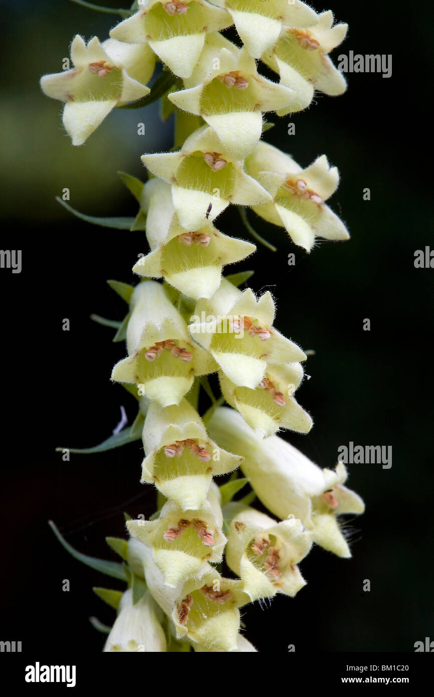 Digitalis lutea, foxglove, digitale gialla Stock Photo