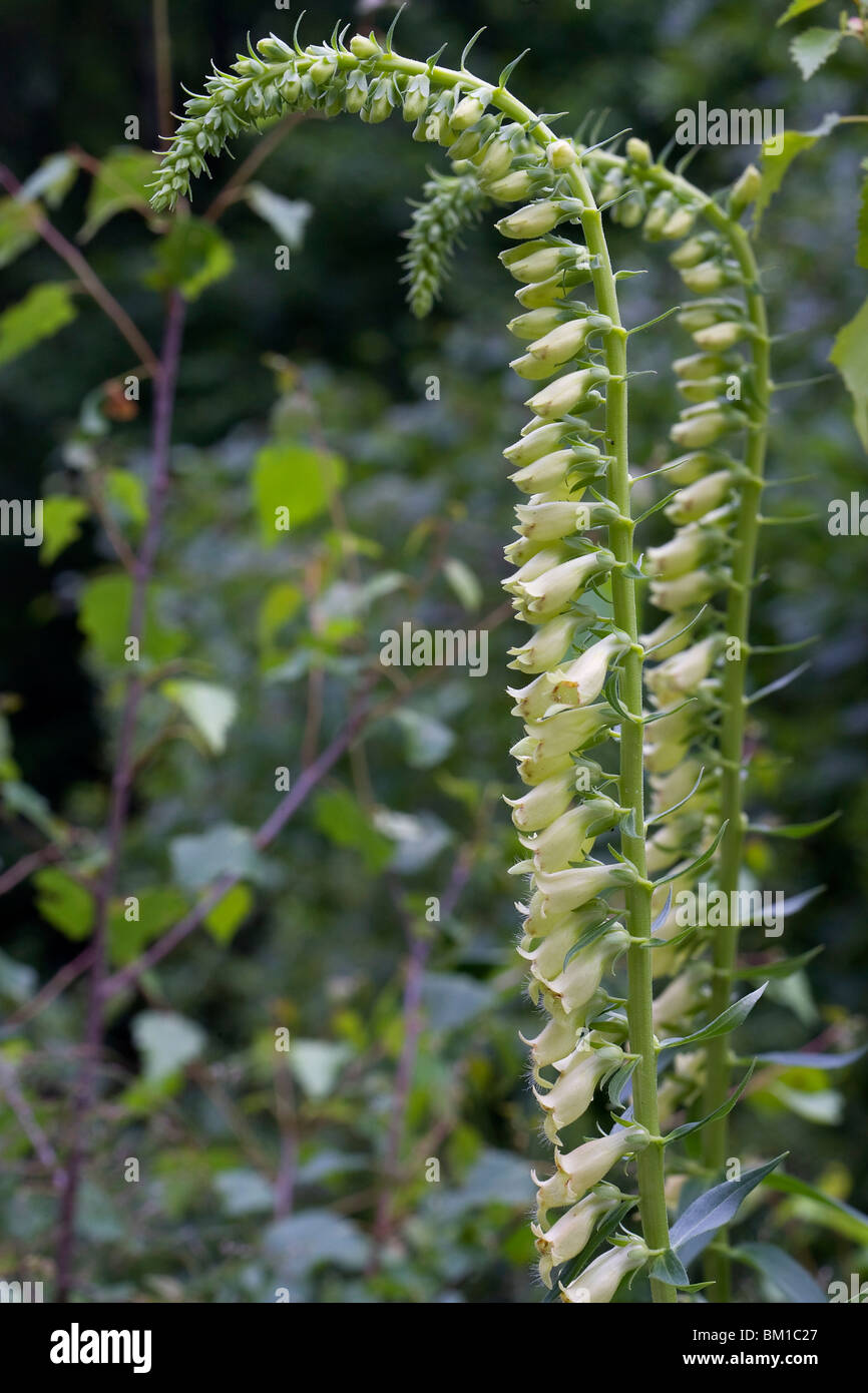 Digitalis lutea, foxglove, digitale gialla Stock Photo