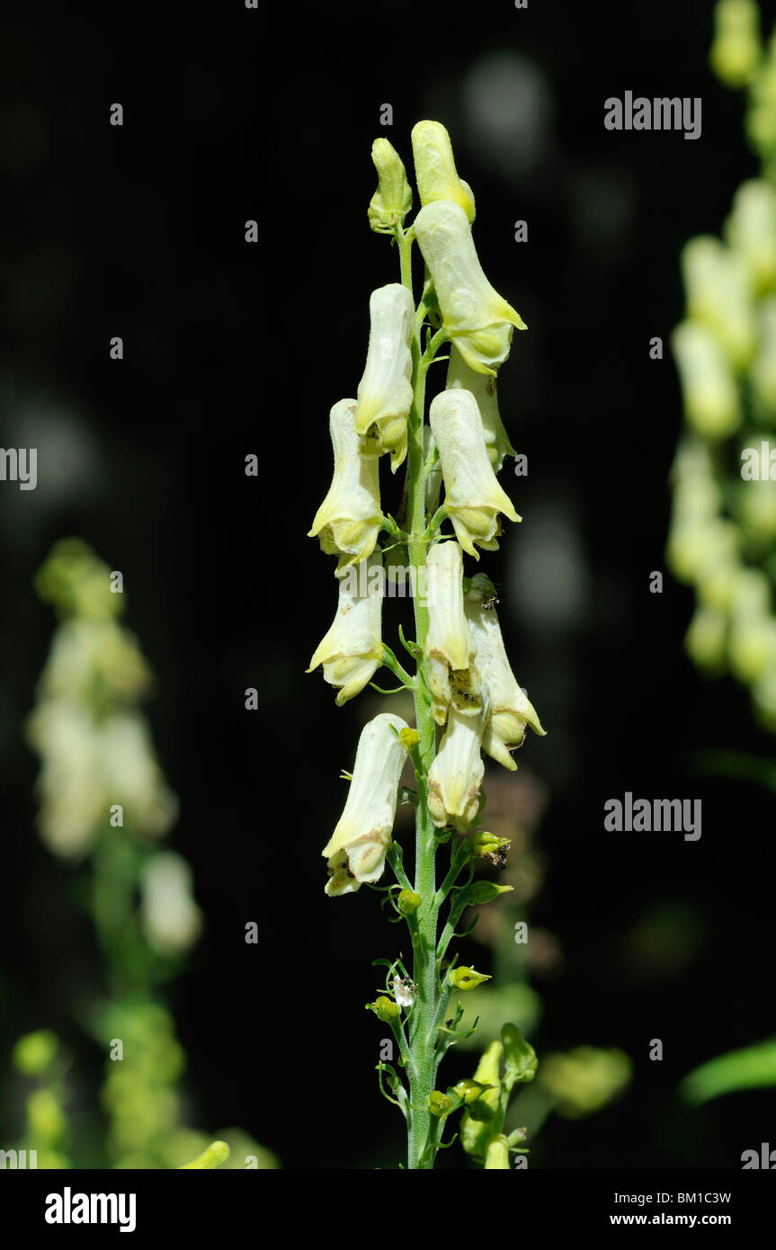 Aconitum vulparia, Wolfsbane Stock Photo