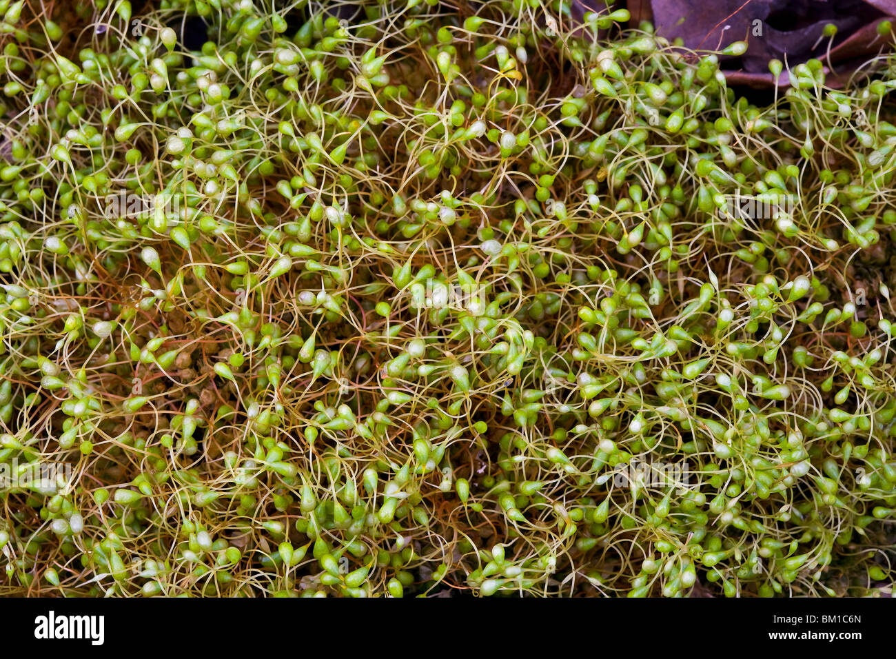 Funaria hygrometrica, moss, muschio, sporangi Stock Photo