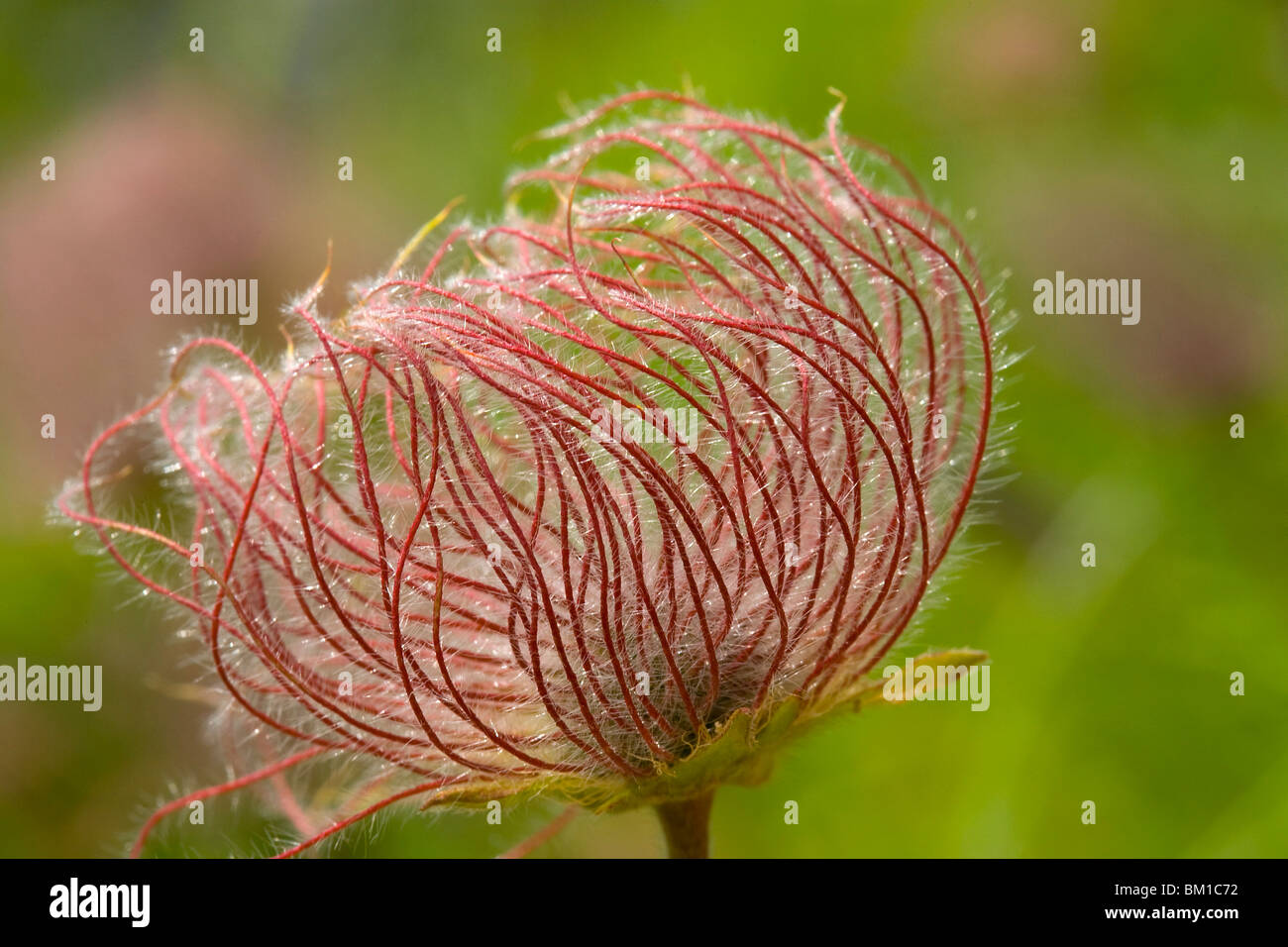 Geum montanum, avens, seeds, cariofillata di monte Stock Photo